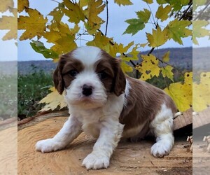 Cavalier King Charles Spaniel Puppy for sale in DRY RUN, PA, USA