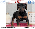 Small Photo #77 Doberman Pinscher Puppy For Sale in GOSHEN, IN, USA