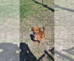 Small Beagle Mix