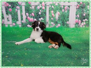 Miniature American Shepherd Puppy for sale in PHOENIX, AZ, USA