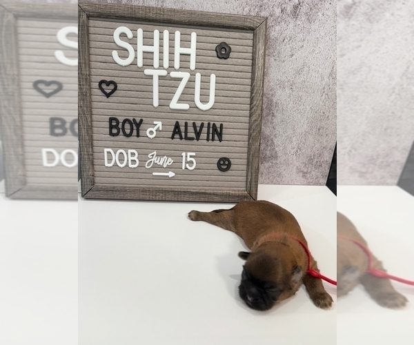 Medium Photo #5 Shih Tzu Puppy For Sale in NEW YORK MILLS, MN, USA