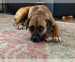 Small Photo #5 Boxer-Unknown Mix Puppy For Sale in Farmington, MN, USA