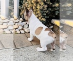 Small Photo #6 French Bulldog Puppy For Sale in FORDS, NJ, USA