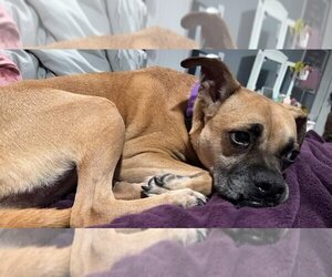 HOLLY - Female Boxer-Unknown Mix Dog for Adoption - Photo #6