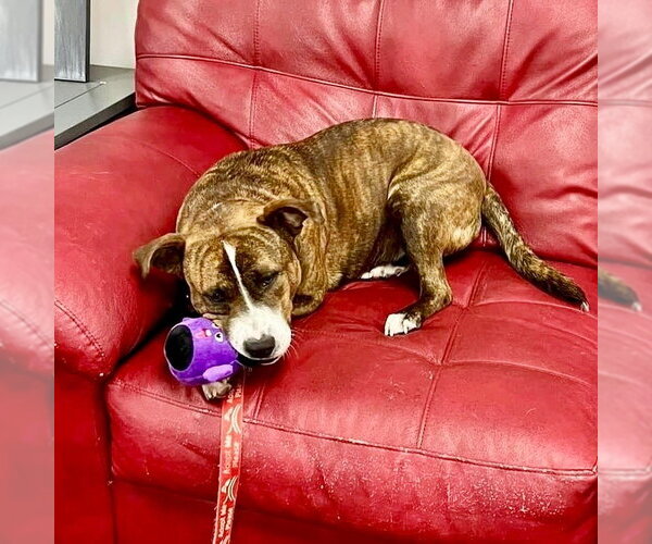 Medium Photo #14 Mutt Puppy For Sale in Canton, CT, USA