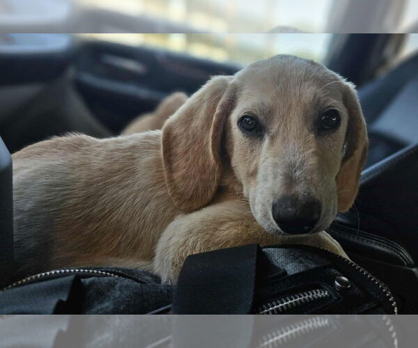Medium Photo #1 Labrador Retriever-Unknown Mix Puppy For Sale in Sheboygan, WI, USA