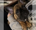 Puppy 3 French Bulldog