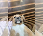 Small #1 Mutt