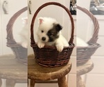 Small Pomeranian