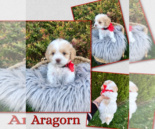 Medium Photo #2 Cockapoo (Toy) Puppy For Sale in PAYETTE, ID, USA