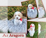 Puppy Aragorn Cockapoo