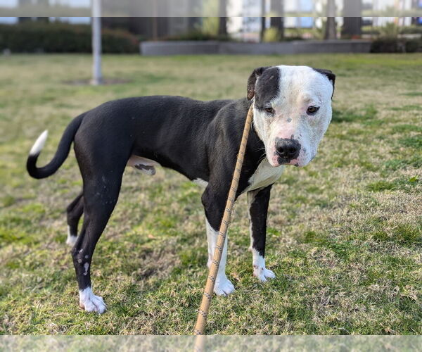 Medium Photo #3 Staffordshire Bull Terrier-Unknown Mix Puppy For Sale in Dana Point, CA, USA