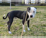 Small #2 Staffordshire Bull Terrier Mix