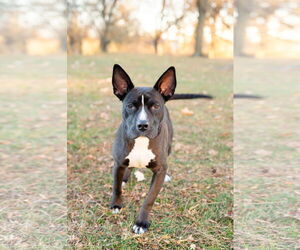 Mutt Dogs for adoption in Crete, IL, USA