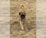 Small #23 German Shepherd Dog