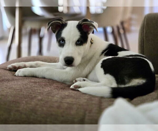 Medium Photo #8 Huskies -Unknown Mix Puppy For Sale in Mesa, AZ, USA