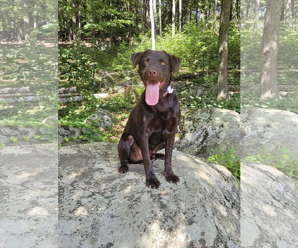 Medium Photo #2 - Mix Puppy For Sale in Croydon, NH, USA