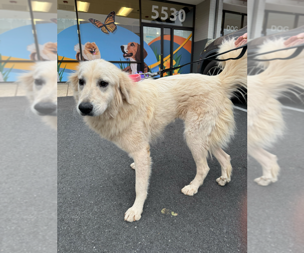 Medium Photo #2 Great Pyrenees Puppy For Sale in Greenbelt, MD, USA