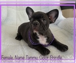 Small #6 French Bulldog