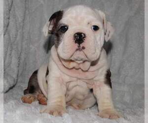 Bulldog Puppy for sale in VERONA, MO, USA