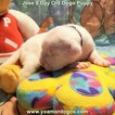 Small Photo #171 Dogo Argentino Puppy For Sale in JANE, MO, USA