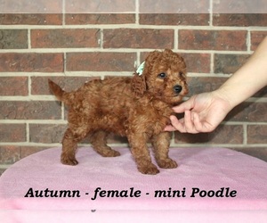 Poodle (Miniature) Puppy for sale in CLARKRANGE, TN, USA