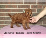 Image preview for Ad Listing. Nickname: Autumn