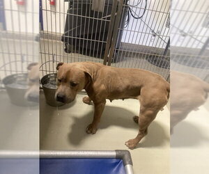 Mutt Dogs for adoption in Bakersfield, CA, USA