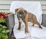 Small Photo #61 Boxer Puppy For Sale in GOSHEN, IN, USA