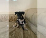 Small #6 Huskies -Labrador Retriever Mix