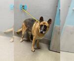 Small German Shepherd Dog Mix