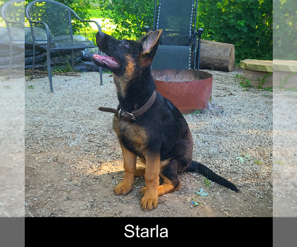 Medium Photo #2 German Shepherd Dog Puppy For Sale in MOUNTAIN GROVE, MO, USA