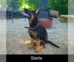 Small #1 German Shepherd Dog