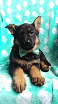 Medium Photo #6 German Shepherd Dog Puppy For Sale in LANCASTER, PA, USA
