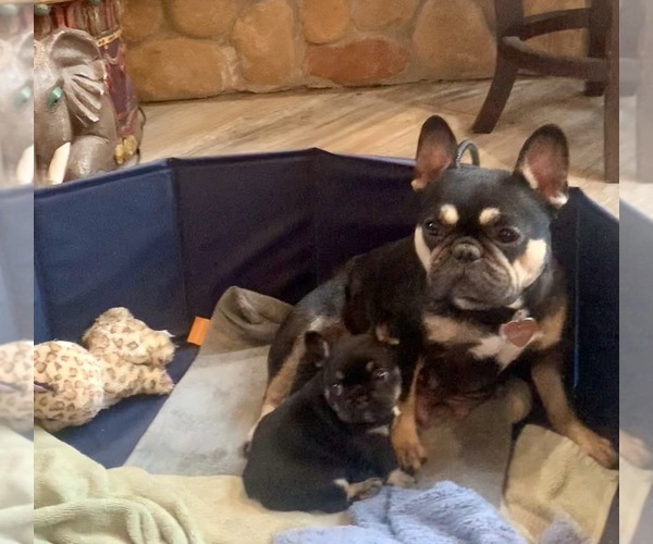 Medium Photo #3 French Bulldog Puppy For Sale in WAUSAUKEE, WI, USA