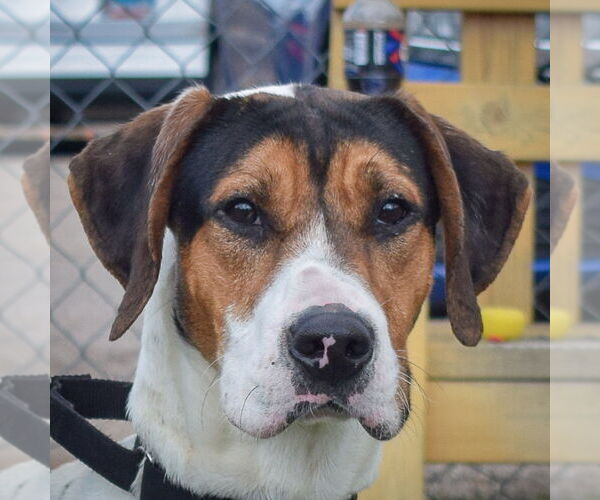 Medium Photo #2 Treeing Walker Coonhound Puppy For Sale in Huntley, IL, USA