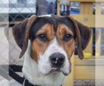 Small #1 Treeing Walker Coonhound