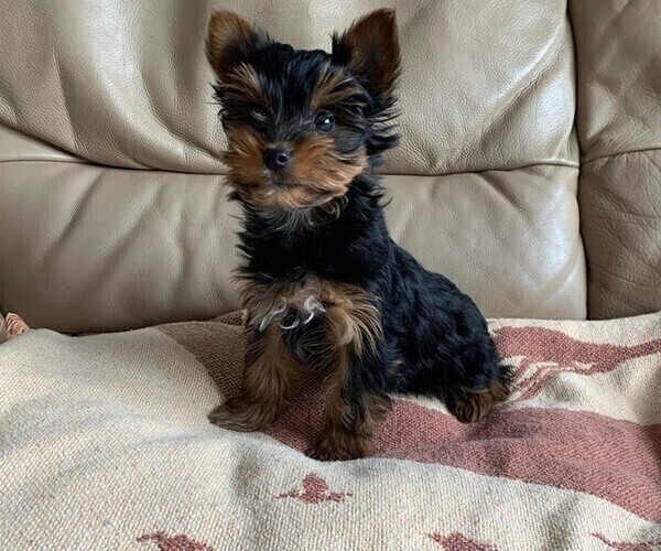 Medium Photo #6 Yorkshire Terrier Puppy For Sale in WATERLOO, IA, USA