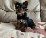 Small Photo #6 Yorkshire Terrier Puppy For Sale in WATERLOO, IA, USA