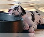 Small Photo #3 Irish Dane Puppy For Sale in WOLFE CITY, TX, USA