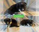 Small #3 Border Collie