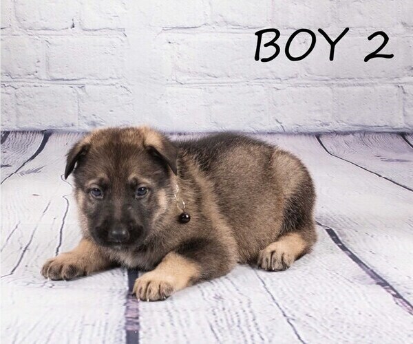 Medium Photo #8 German Shepherd Dog-Wolf Hybrid Mix Puppy For Sale in SAN DIEGO, CA, USA