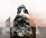 Small Photo #7 Schnauzer (Miniature) Puppy For Sale in WARSAW, IN, USA