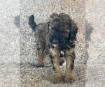 Small #4 Poodle (Miniature)-Poodle (Standard) Mix