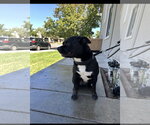 Small Photo #2 American Pit Bull Terrier-Siberian Husky Mix Puppy For Sale in Woodland, CA, USA