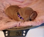 Small Photo #4 Vizsla Puppy For Sale in SYLVA, NC, USA