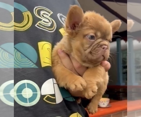 Medium Photo #10 French Bulldog Puppy For Sale in BARNESVILLE, GA, USA