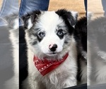 Small #1 Border-Aussie