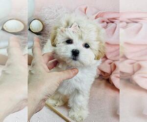 Maltese Puppy for sale in TAMPA, FL, USA