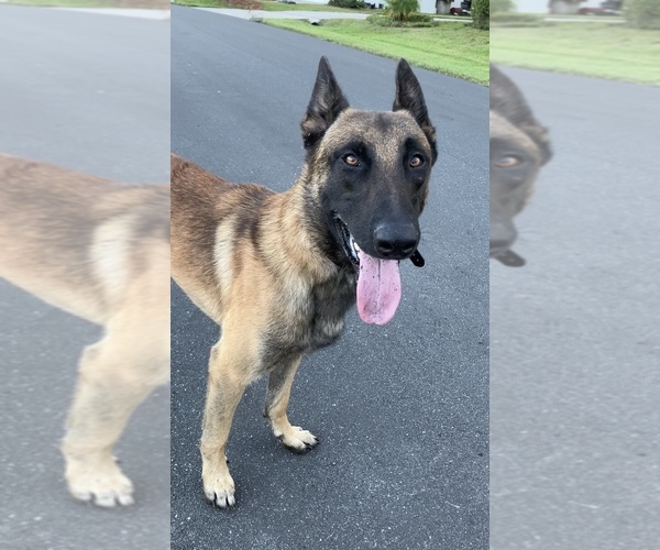 Medium Photo #1 Belgian Malinois Puppy For Sale in PLANT CITY, FL, USA